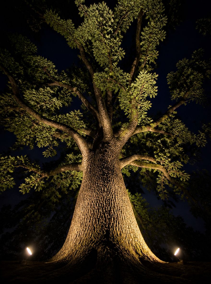 Oak canopy lit from below by two ground uplights