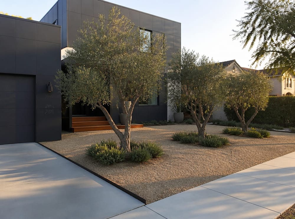 Staggered olive trees in decomposed granite field