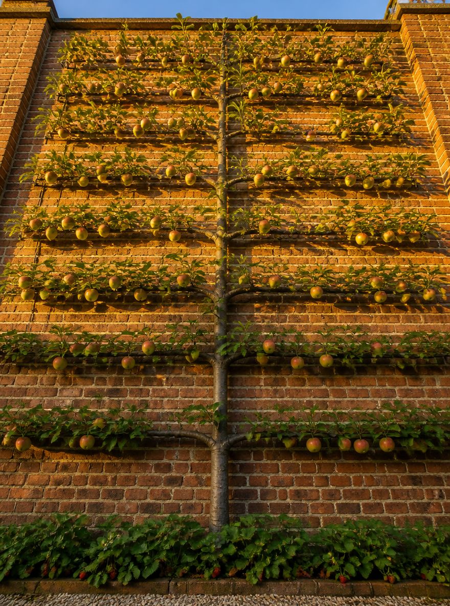 Espaliered apple tree trained flat on a brick garden wall