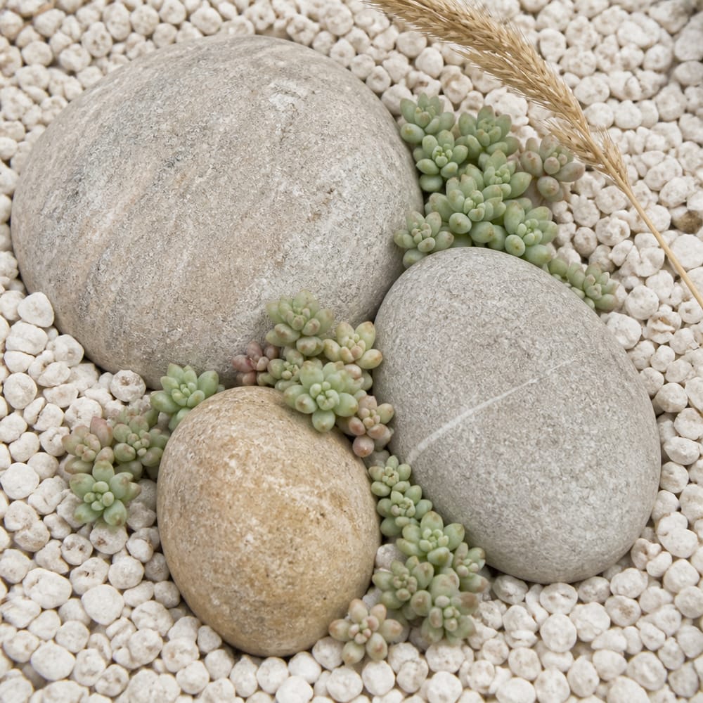 Sedum rosettes between smooth river stones